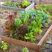 Геннадий Распопов: Как вырастить салат на открытом воздухе? Как вырастить салат в открытом грунте?