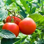 Геннадий Распопов: Посадка помидоров в теплице: как подготовить рассаду и почву