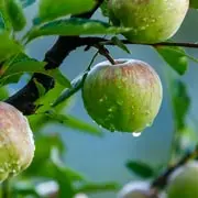 Геннадий Распопов: чем лечить чесотку на яблонях осенью