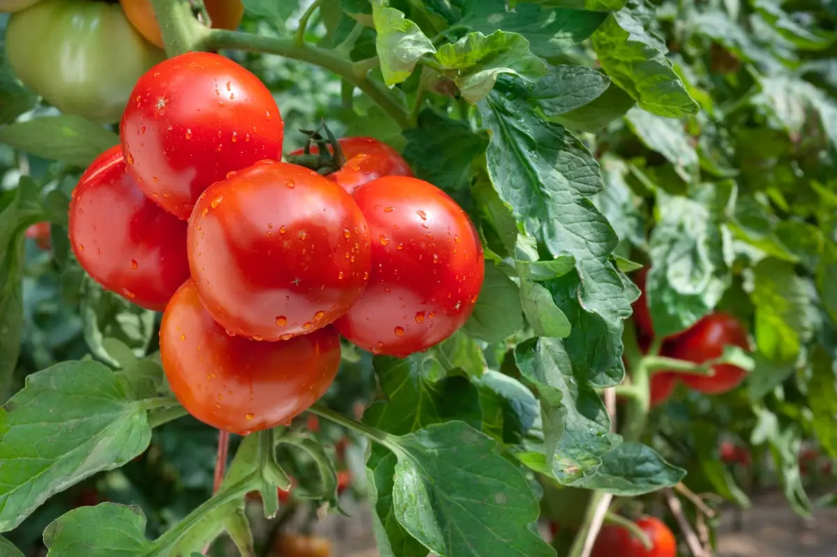 Как выращивать рассаду томатов в теплице 