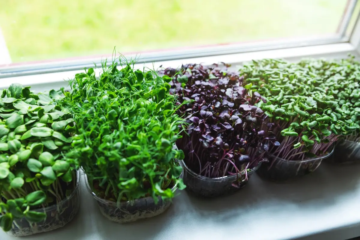 Как вырастить микрозелень 