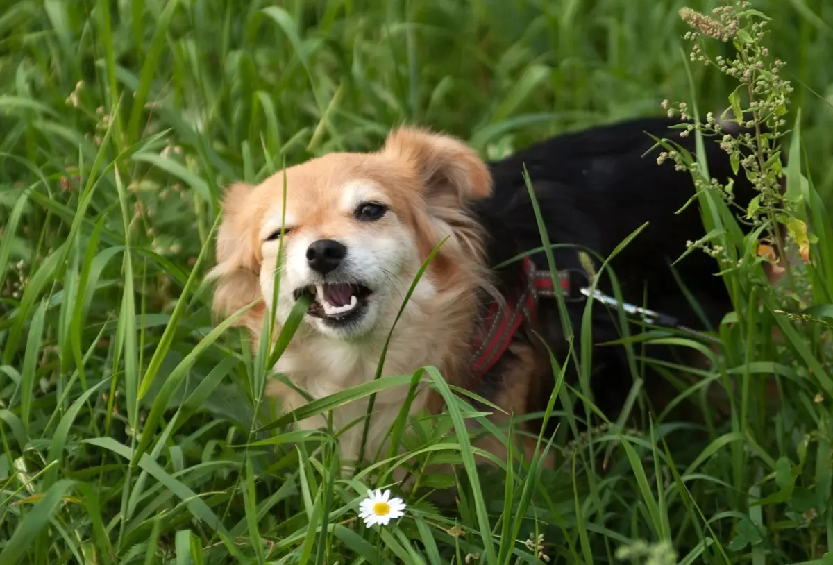 Почему собака ест траву ?