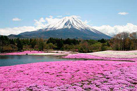 Изображение < pran> давайте поехам в Японию весной