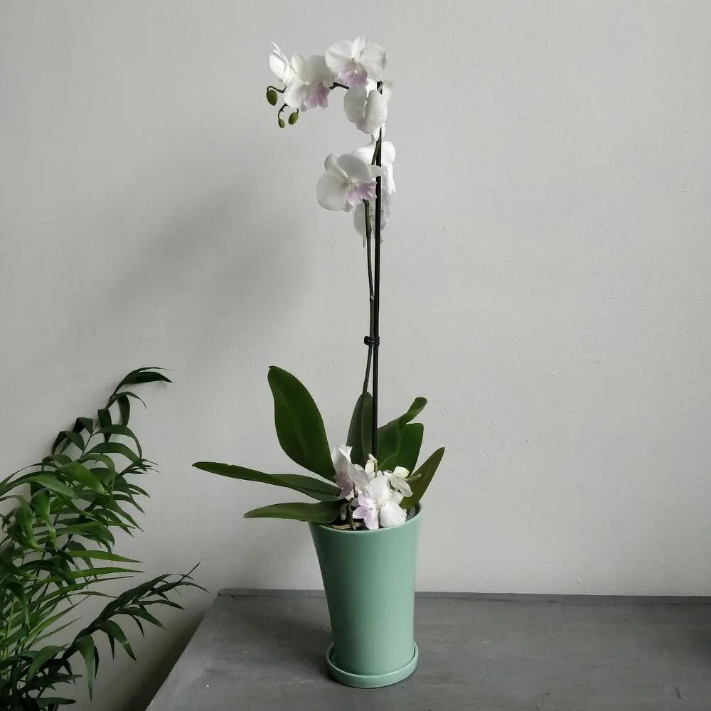 Ложная орхидея