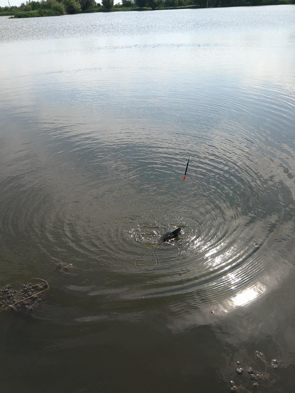 черепаха попалась на рыболовный крючок