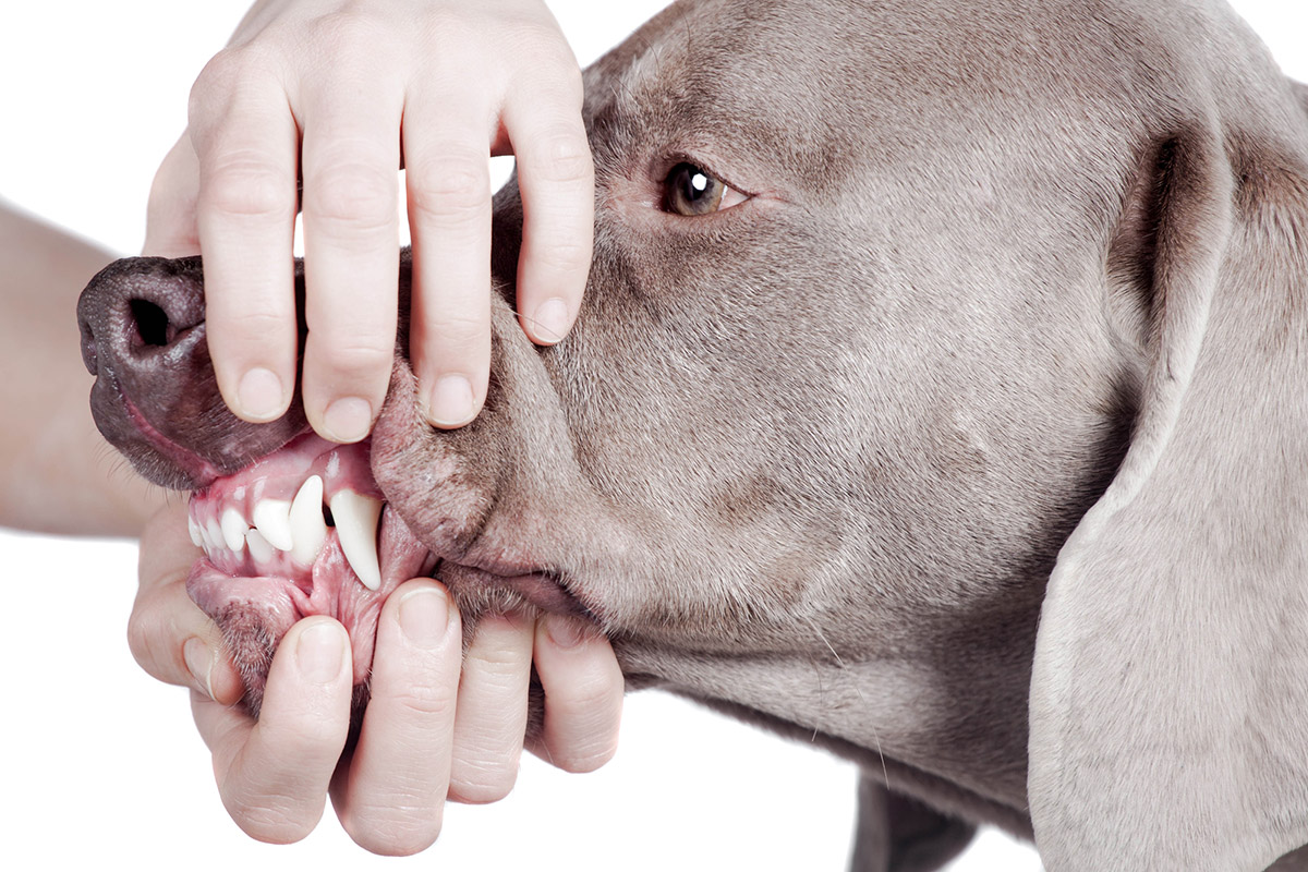 Нужен ли собаке стоматолог 