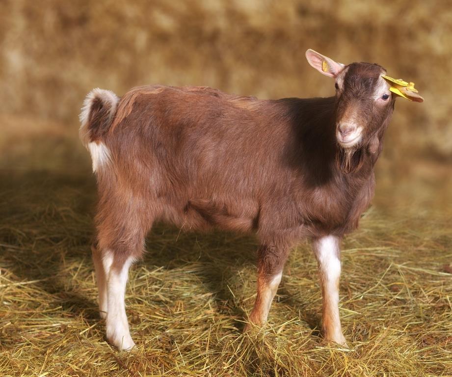 Интересно, что козы - очень чистые животные и предпочитают питательные лекарственные травы. В результате это чисто полезно