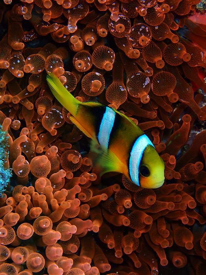 Это способствует размножению кораллов на Мальдивах и способствует росту колонии. Даже если Коралл поврежден, всегда есть способ спасти кораллы. По этой причине этот курорт призывает всех участвовать в новой программе защиты здравоохранения, объединенной с общей темой, называемой «вокруг».