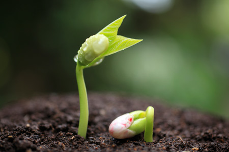Семена для будущего урожая : хранение и проращивание 