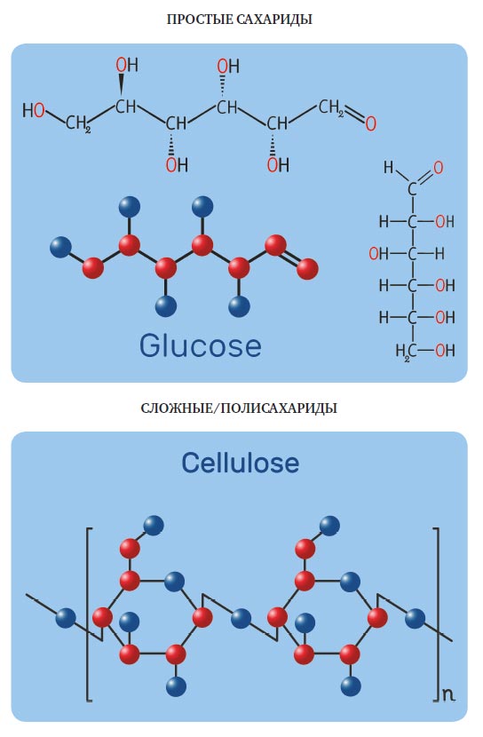 Простые и сложные углеводы : в чем разница 
