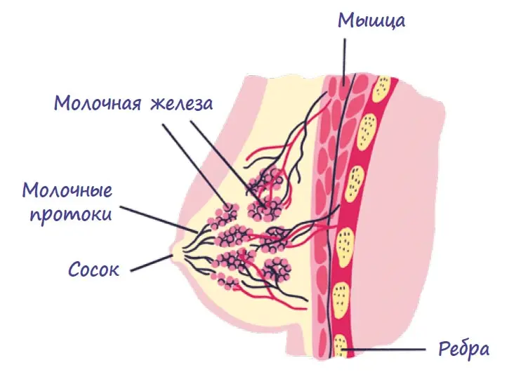  как растет грудь у девочек 