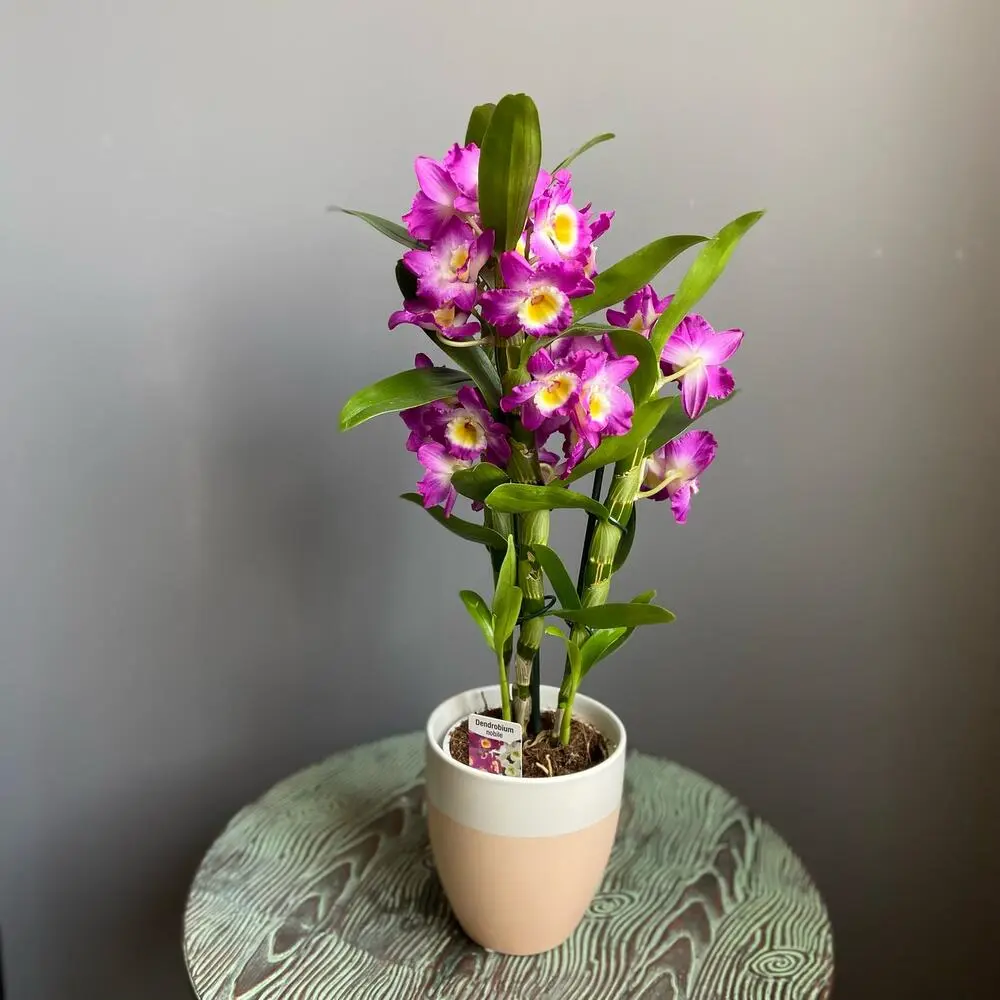 Дендробий орхидея