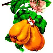 Елена Чекарова: Зимний урожай: яблочно-имбирное варенье