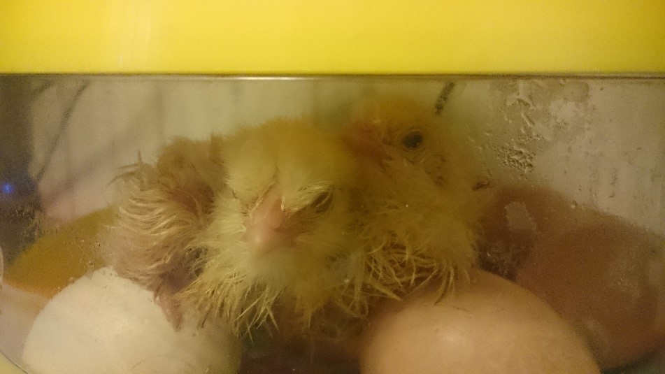 Вывести цыплят в домашних условиях 