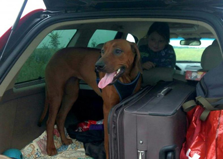 Москва - Черногория на машине с собакой 