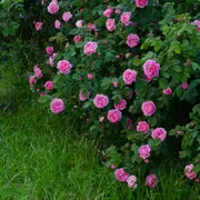 Ольга Воронова: Розы 6: Объяснение и забота. Какие розы посажены в саду?