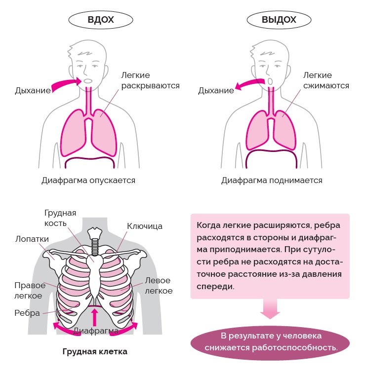 Как работают легкие 