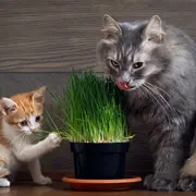 Октябрина Ганичкина: Какую траву посадить дома для кошек?