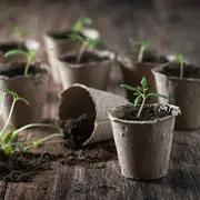 Октябрина Ганичкина: как вырастить рассаду помидоров в домашних условиях
