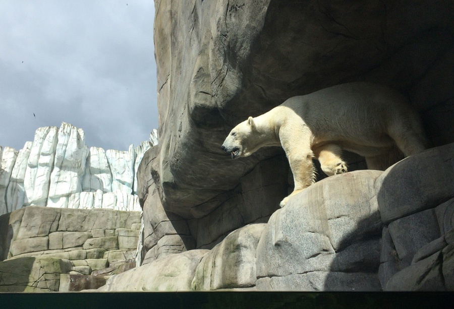 Зоопарк Хагенбек в Гамбурге