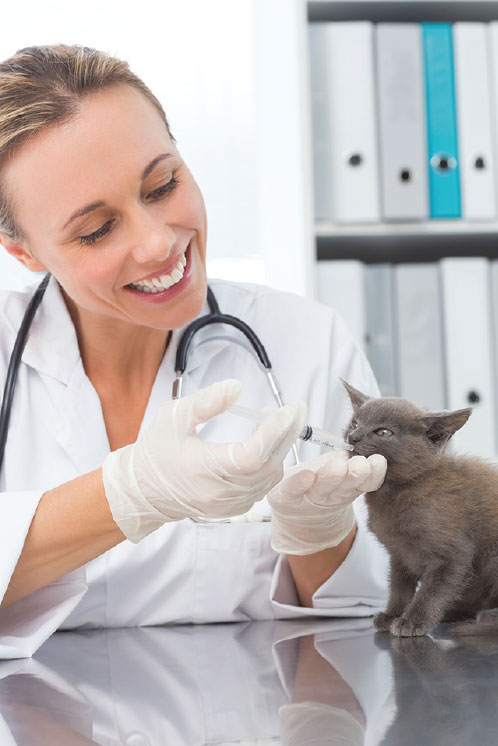 Лечение кошки : уколы , таблетки , клизмы — самостоятельно 