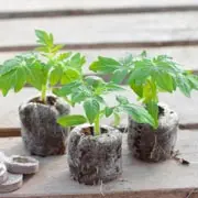 Геннадий Распопов: Как вырастить рассаду томатов: главные секреты