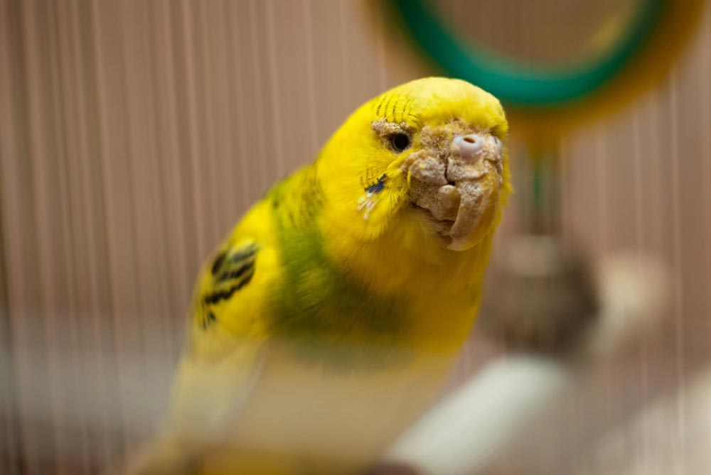 Можно ли научить попугая говорить 