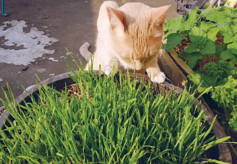 Кошачья трава 