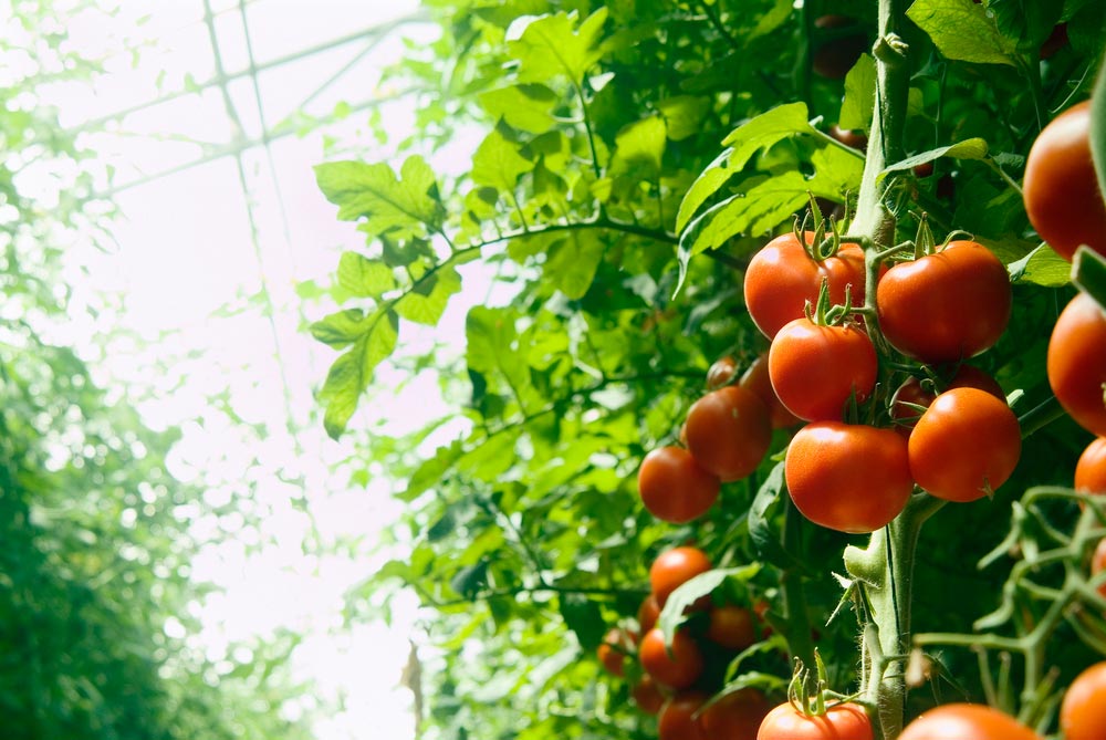 Как подготовить грядку для помидоров в теплице и открытом грунте 