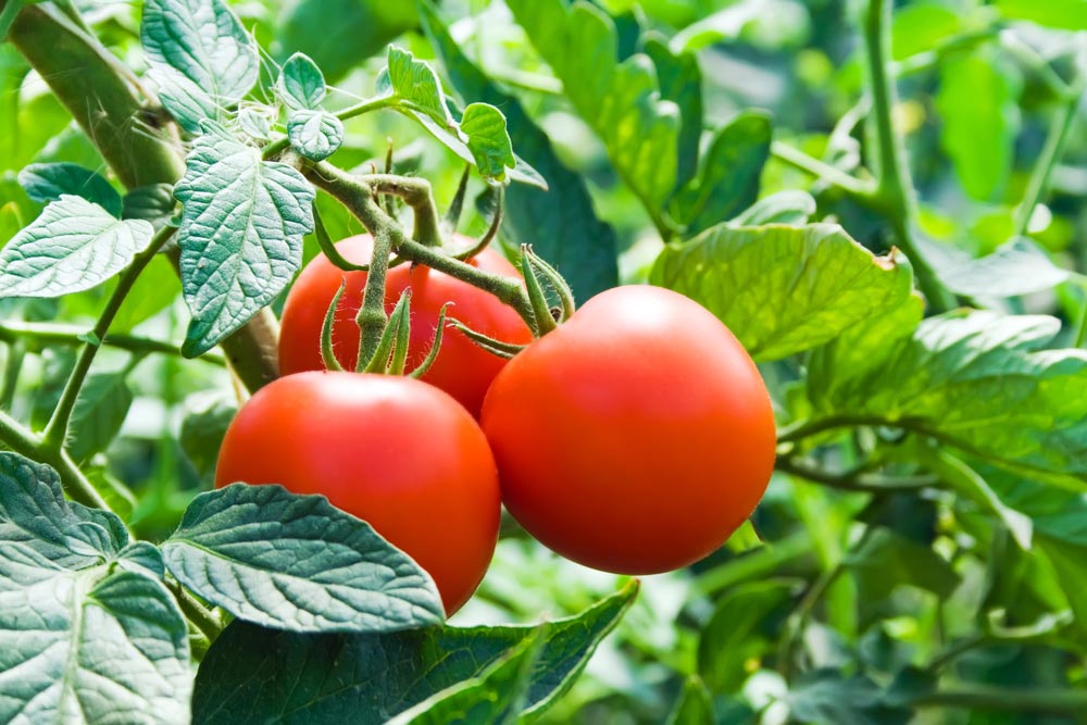 Чего не хватает помидорам в теплице : определяем по листьям 