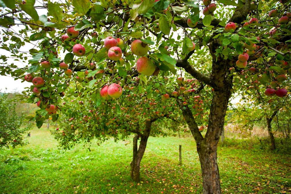 Ваши яблони в периоде покоя ? Как это определить 