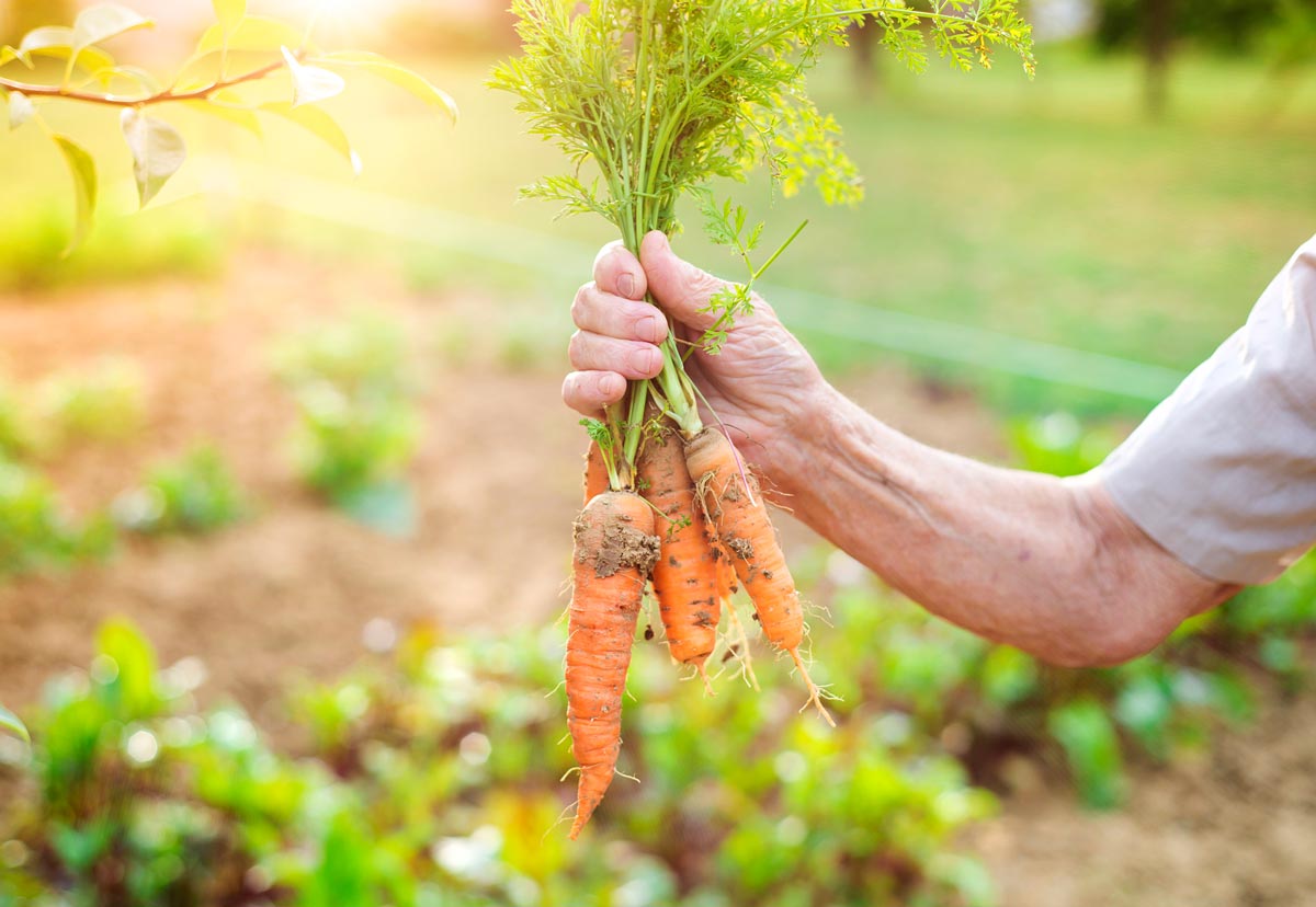 Как защитить морковь от болезней 