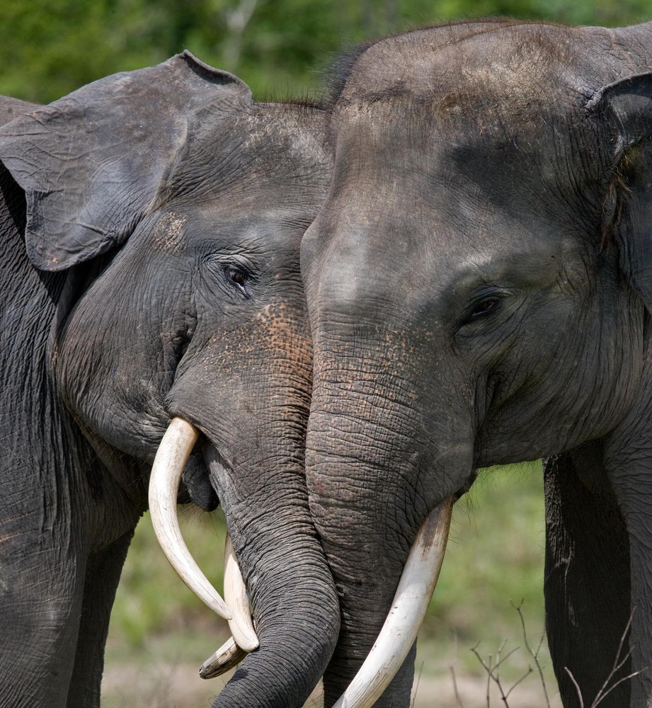 Ухаживания у слонов : очень фамильярно 
