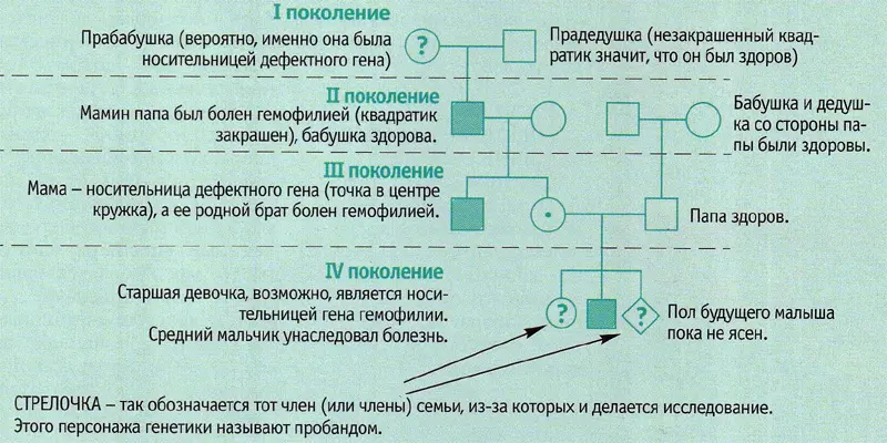 На первый взгляд, это исследование выглядит просто (квадратная, круговая, стрелка), но все они очень серьезны. Основой генеалогии является история