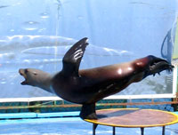 Утришский дельфинарий 