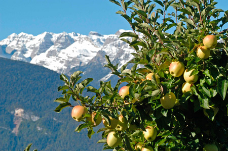 Итальянские Альп Apple