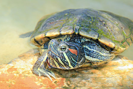 Уход за красноухими водными черепахами 