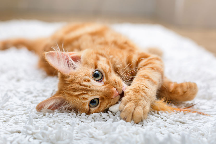 Клещи у кошек : симптомы и лечение 