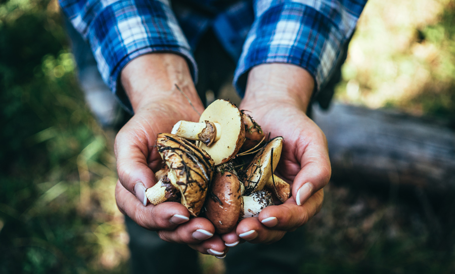 Как солить белые грибы : 2 способа 